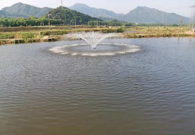 钓黑坑鱼竿要选对，老钓手都这样挑选，又省钱又实用(图2)